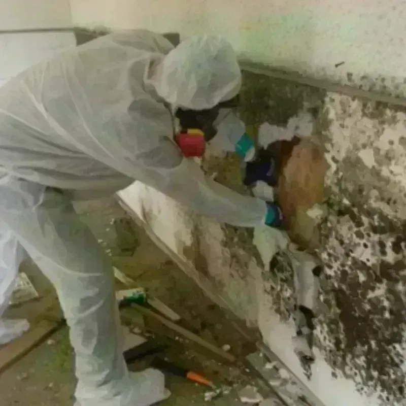 Mold Remediation and Removal in Kingston, OH